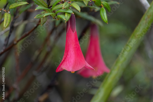 a false copihue flower in the Chilean rainforest photo