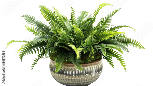 Bird‚Äôs nest fern,  boston fern,  and asparagus fern in a modern ceramic pot, Isolated on a pure white background photo