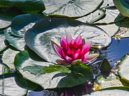Photos A closeup view of a beautiful Nymphaea Escarboucle Deep Pink Red Water Lily surr