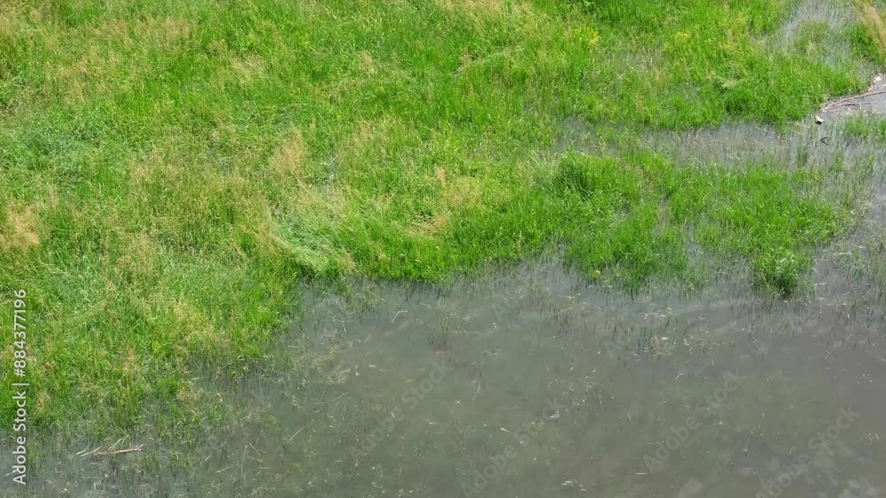 Close-up slow motion of flood on the River Elbe in Dresden, Germany. Flood bank or plain along the river protecting the east german city from water damage. Green grass or meadow covered with water. Close-up slow motion of flood on the River Elbe in Dresden, Germany. Flood bank or plain along the river protecting the east german city from water damage. Green grass or meadow covered with water.
