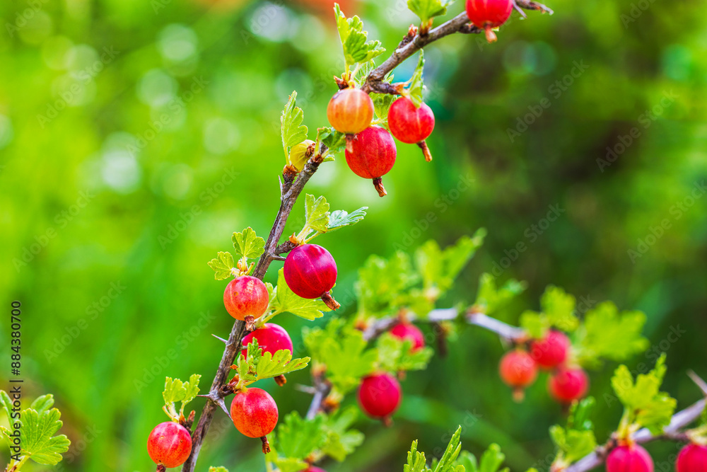 Close-up view of red gooseberry on bush in garden with blurred green background. Close-up view of red gooseberry on bush in garden with blurred green background.