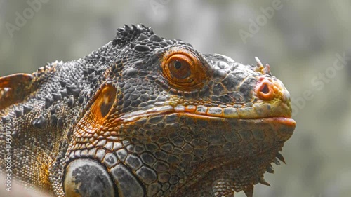 Orange iguana or Red iguana at Arignar Anna Zoological Park also known as the Vandalur Zoo, a zoological garden located in Vandalur, Chennai. It is affiliated with the Central Zoo Authority of India. photo