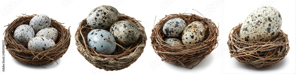 Four nests with speckled eggs arranged in a row, showcasing various patterns and textures in a natural setting. Four nests with speckled eggs arranged in a row, showcasing various patterns and textures in a natural setting.