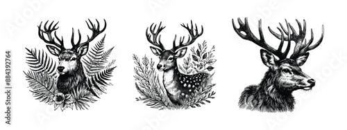 hand drawn sketch of a deer set . vector illustration design. Vintage engraving of isolated deer