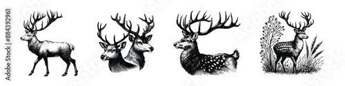 hand drawn sketch of a deer set . vector illustration design. Vintage engraving of isolated deer