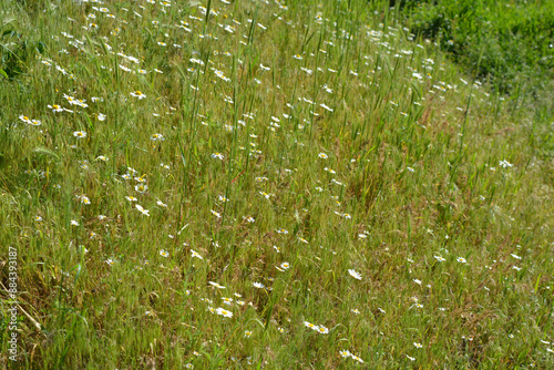 Beautiful and unrepeatable nature, wild plants and herbs. Small and sparse spikelets from mature grass, illuminated by a sunny color. photo