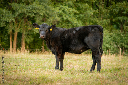 Black angus heifer cow in golden light hour summer evening