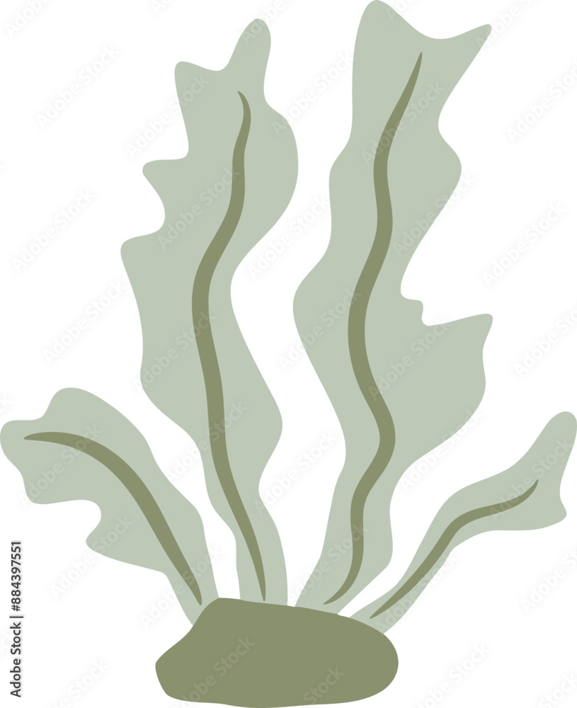 Coral Graphic Illustration 