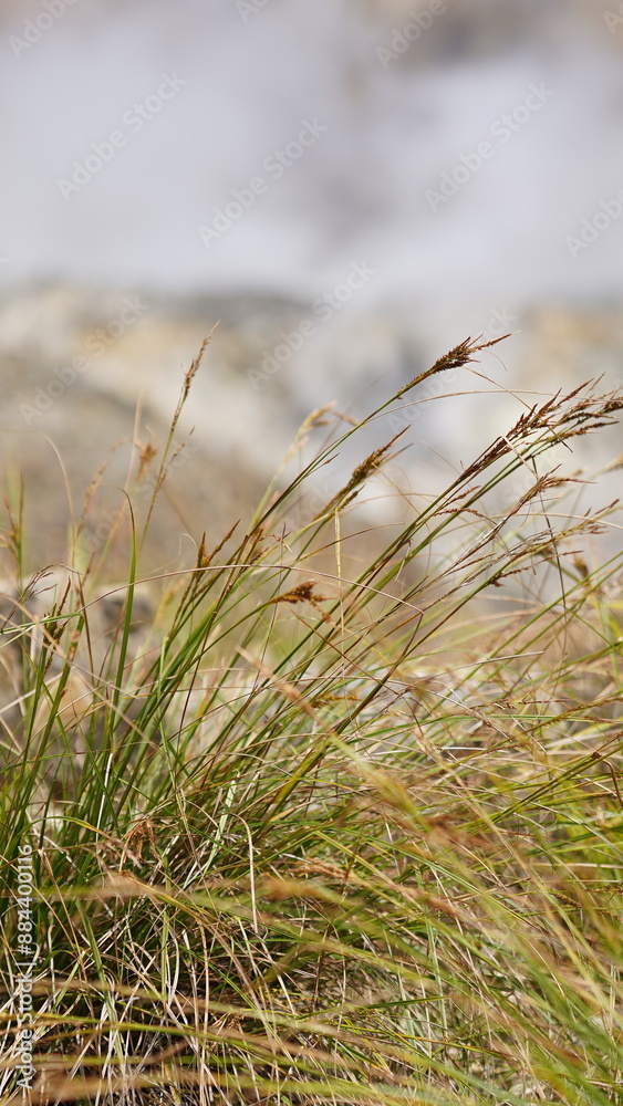 grass in the wind at the Papandayan Mountain, Indonesia grass in the wind at the Papandayan Mountain, Indonesia
