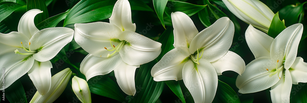 Obraz premium beautiful fresh white lily flowers in full frame background