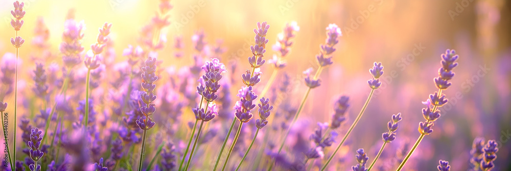 Obraz premium beautiful fragrant purple lavender flowers in full frame background