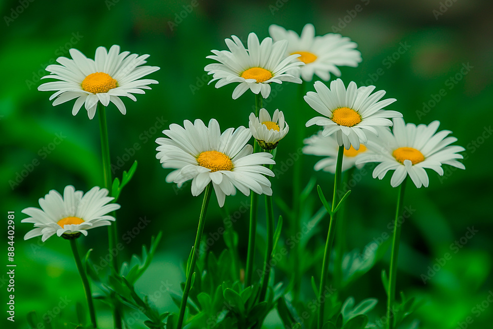 white daisy flowers with white petals in full frame background white daisy flowers with white petals in full frame background