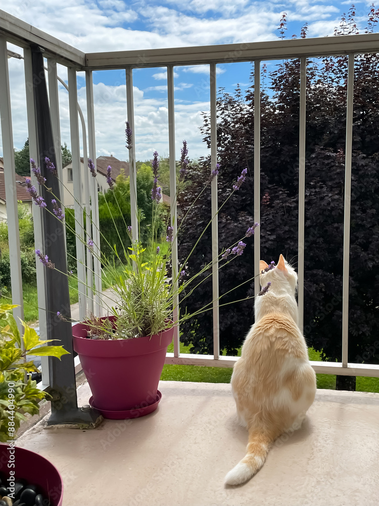 Chat d'appartement sur la balcon