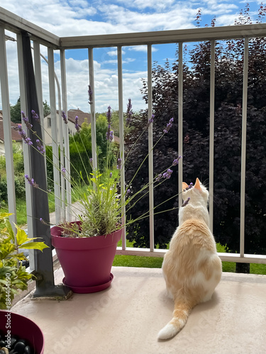 Obraz na płótnie Chat d'appartement sur la balcon w salonie