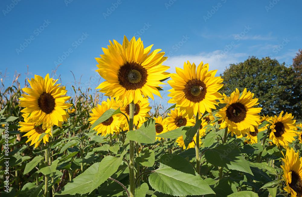 blooming sunflowers against cornfield, blue sky above