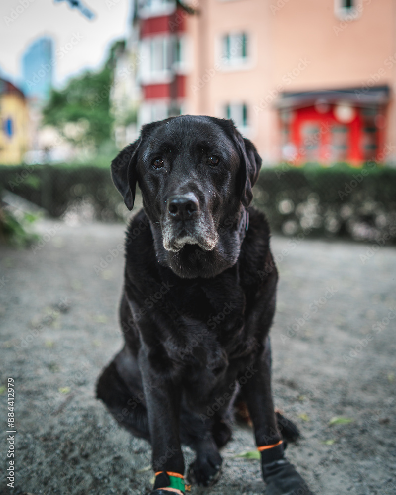 Puppies playing and poses at dogpark