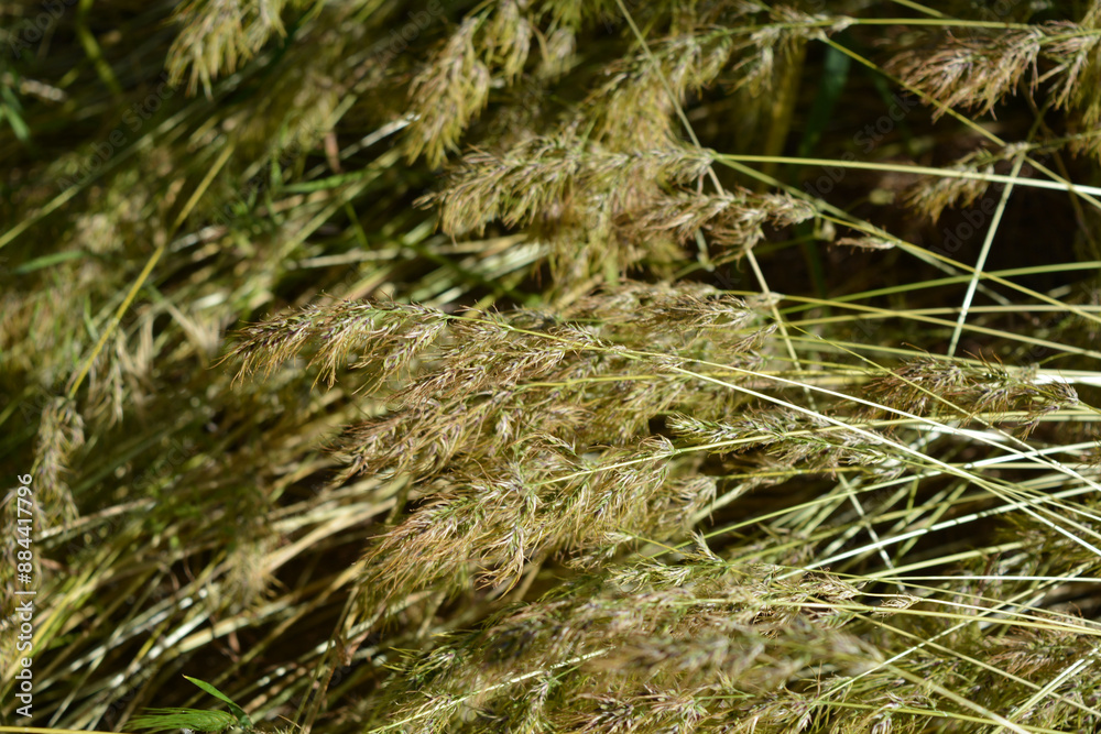 Beautiful and unrepeatable nature, wild plants and herbs. Small and sparse spikelets from mature grass, illuminated by a sunny color. Beautiful and unrepeatable nature, wild plants and herbs. Small and sparse spikelets from mature grass, illuminated by a sunny color.