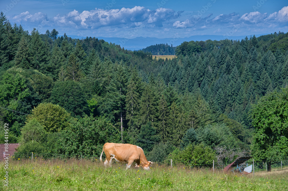 Auf dem Hahn und Henne Wanderweg bei Nordrach im Schwarzwald Auf dem Hahn und Henne Wanderweg bei Nordrach im Schwarzwald