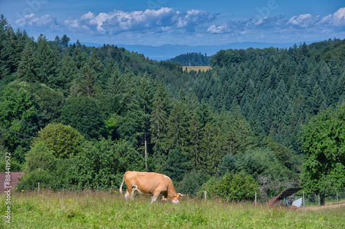 Auf dem Hahn und Henne Wanderweg bei Nordrach im Schwarzwald photo