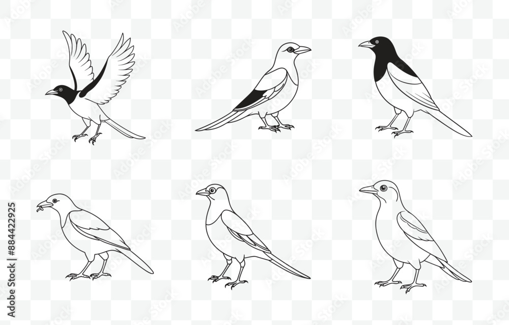 Fototapeta premium Print Elegant Magpie Line Art Vector Set Perfect for Designers and Artists Seeking High Quality Avian Illustrations