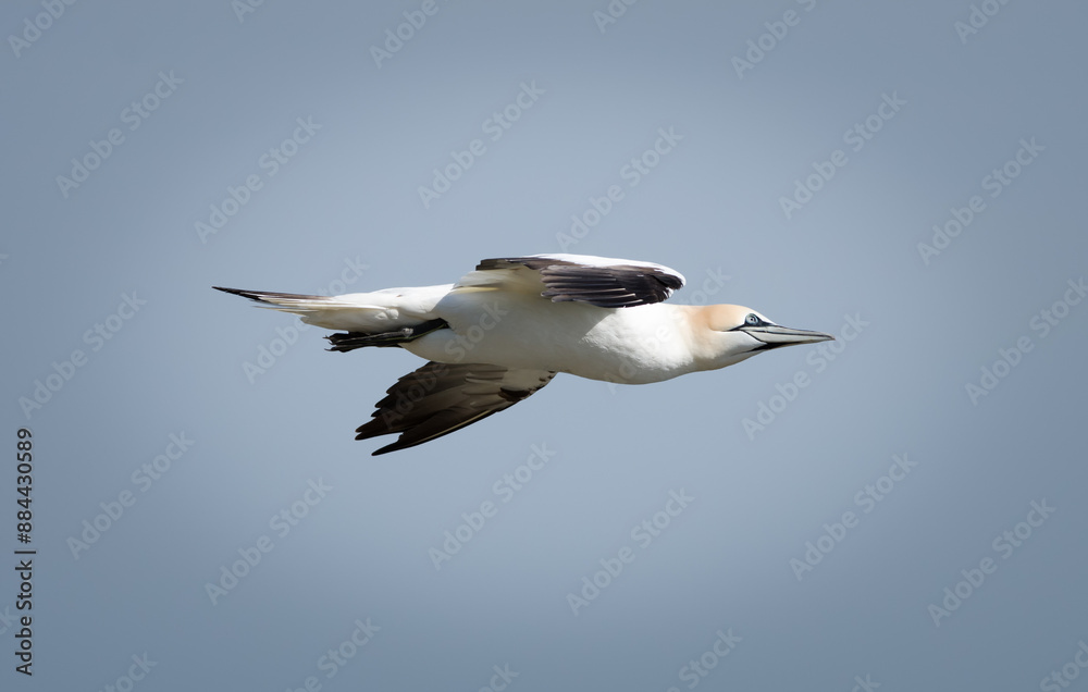 Gannet - Morus - Sulidae - Bempton Cliffs - North Yorkshire Gannet - Morus - Sulidae - Bempton Cliffs - North Yorkshire