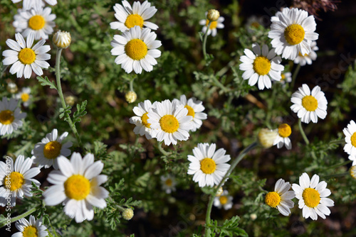 Beautiful and bright wildflowers, small daisies with white petals, field grasses and dry weeds.