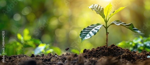 Coffee Plant Sprout with Sunlight and Blurred Background