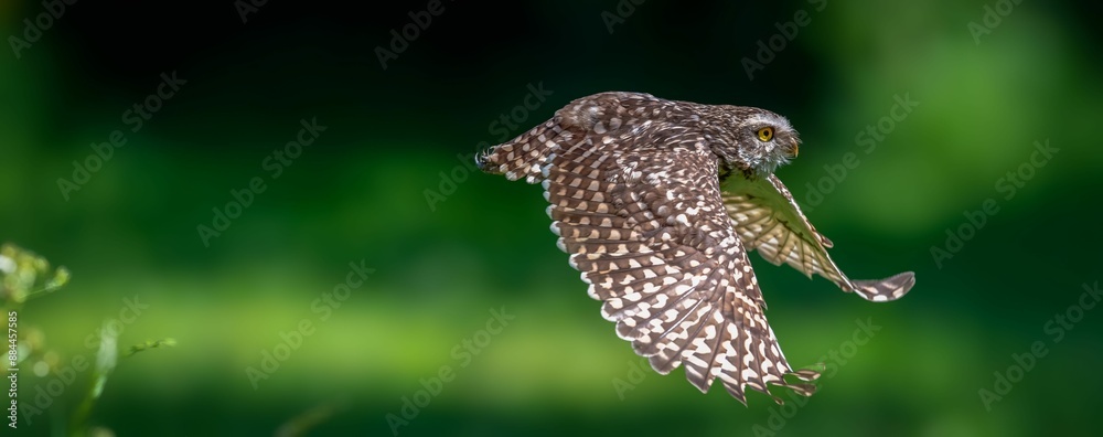 Fototapeta premium Detailed shot of an owl in mid-flight with a blurred green background