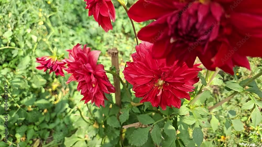 Dahlia Flowers In The Garden, India Dahlia Flowers In The Garden, India