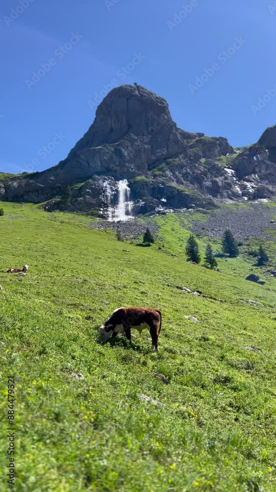 cows on the meadow cows on the meadow