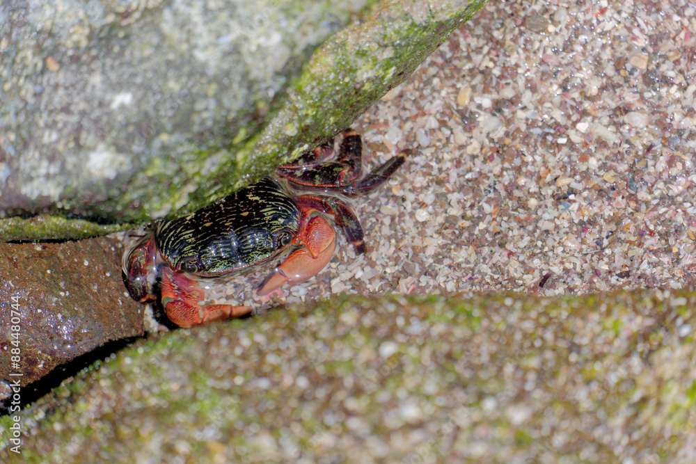 海にいるカニ Crabs in the sea 海にいるカニ Crabs in the sea