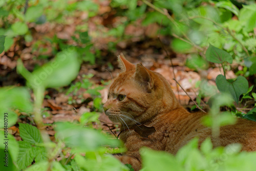 公園の野良猫　Stray cats in the park photo