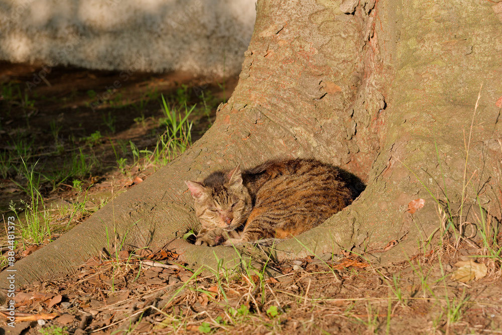 Obraz premium 公園で眠る猫 Sleeping cat in the park