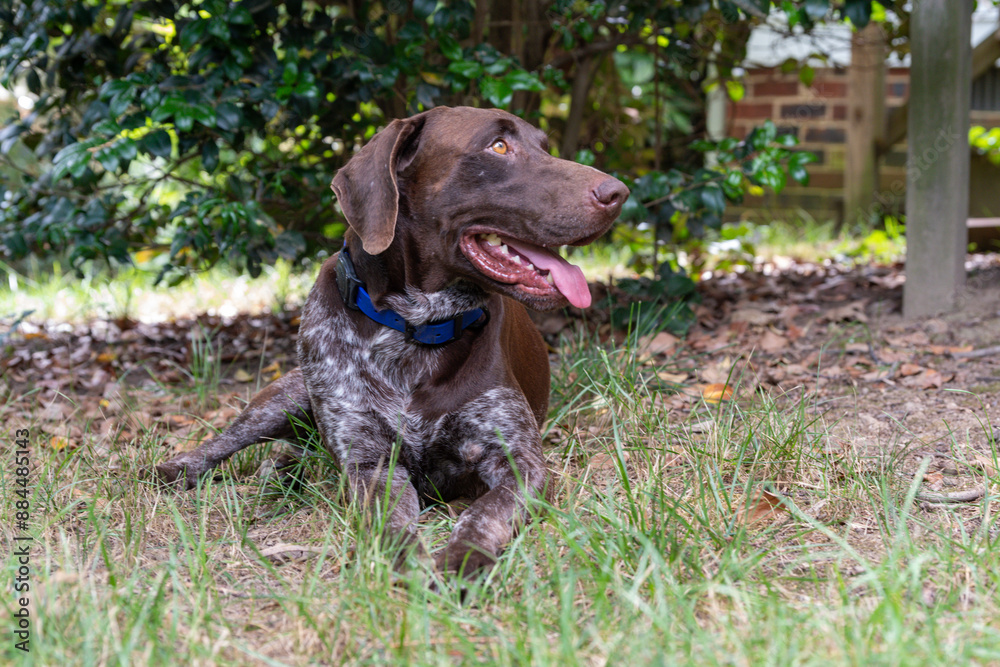 German Short Haired Pointer relaxing in the backyard German Short Haired Pointer relaxing in the backyard