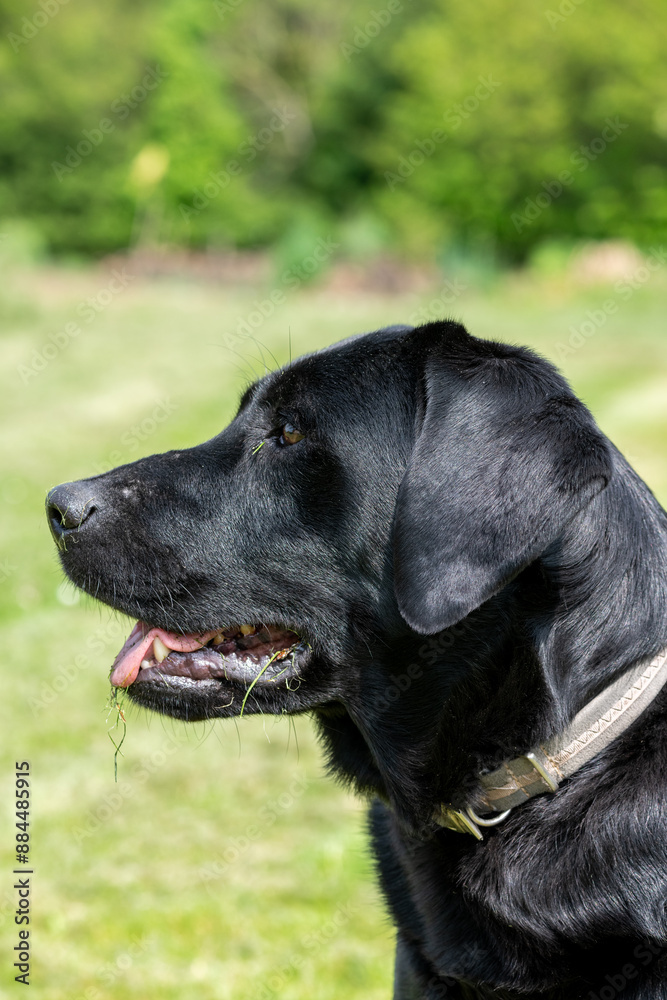 Close up portrait of a cute Black Labrador Close up portrait of a cute Black Labrador