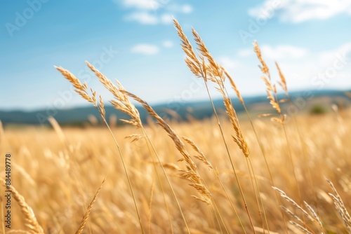 Dry field meadow plants background decoration at sunny day countryside scene view