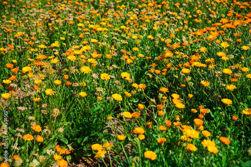 Medicinal plant Calendula officinalis grows in an agricultural field