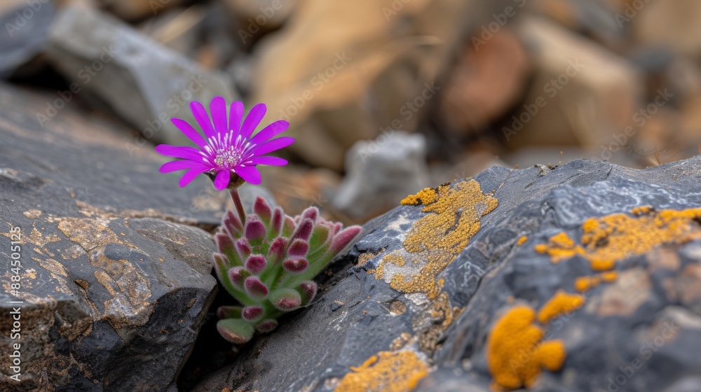 Purple saxifrage flower growing among rocky terrain Purple saxifrage flower growing among rocky terrain