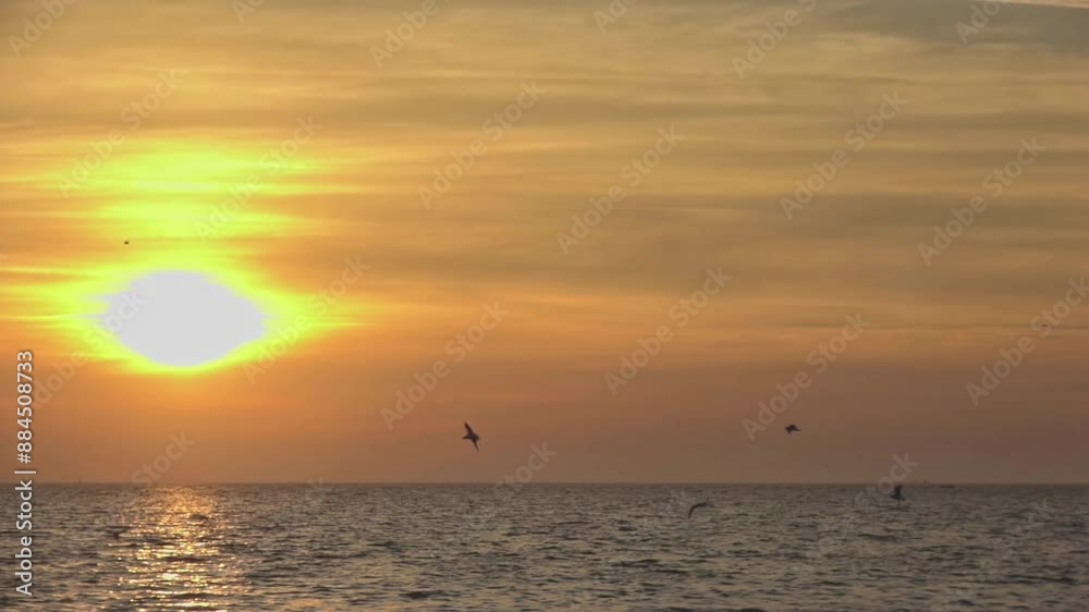 Birds Flying Slowly at Sunset on the Beach Footage. Birds Flying Slowly at Sunset on the Beach Footage.
