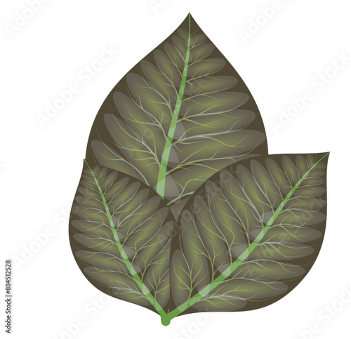 leaf isolated on white background