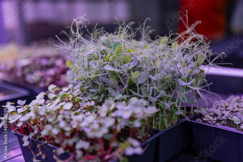 Flourishing microgreens growing in indoor trays photo