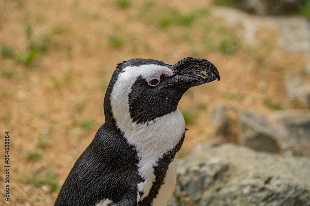 Obraz premium penguin on the rocks