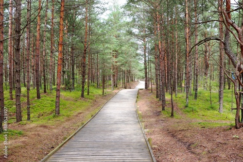 Wooden hiking trail through the pine forest