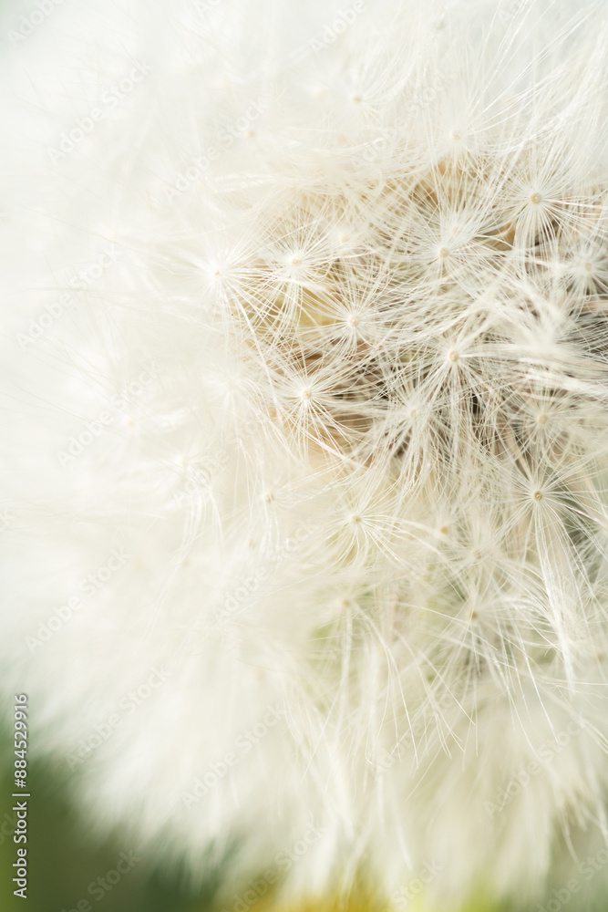 Obraz premium fluffy white flower- dandelions . macro footage. spring season