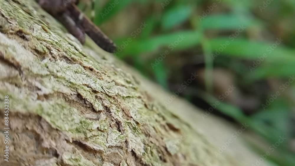 Close-up of a camouflaged grasshopper climbing a tree trunk in a lush green garden Close-up of a camouflaged grasshopper climbing a tree trunk in a lush green garden