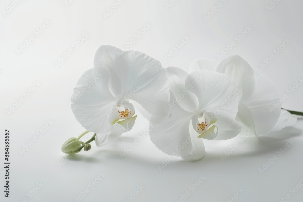 A beautiful white orchid flower stands alone on a clean white surface, showcasing its delicate petals and subtle beauty. The simplicity of the background highlights the flower's elegance. A beautiful white orchid flower stands alone on a clean white surface, showcasing its delicate petals and subtle beauty. The simplicity of the background highlights the flower's elegance.