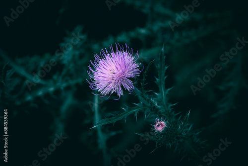 A close up of a purple and pink Thistle flower and green spiky leaves photo