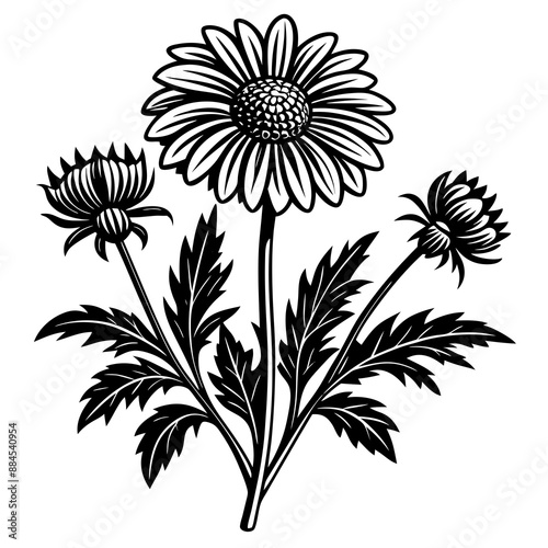 botanical image of a Matricaria chamomilla, black and white flowers, flower, vector, floral, nature, pattern, illustration