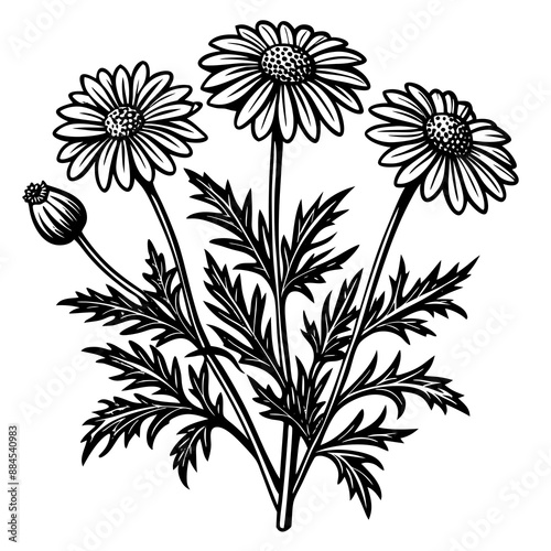 botanical image of a Matricaria chamomilla, black and white flowers, flower, vector, floral, nature, pattern, illustration