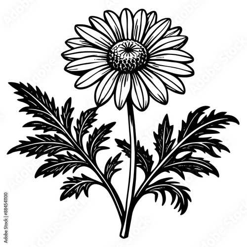 botanical image of a Matricaria chamomilla, black and white flowers, flower, vector, floral, nature, pattern, illustration